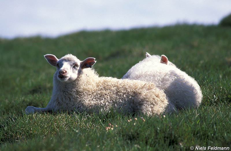 Schafe in den Westfjorden